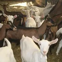 En Auvergne, 17 projets d’installations en ovins-caprins ont été acceptés en CDOA en 2011.