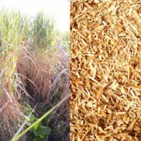 La litière de miscanthus ressemble à la paille de céréale mais sa culture apparaît moins contraignante.