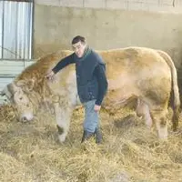 Pierre Chebance,
éleveur Charolais à Saint-Pierre-le-Chastel veille à ce qu’Invictus, le jeune taureau du GIE Charolais Leader, soit prêt pour le SIA
