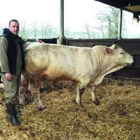 Romain Chauffour a renouvelé l'expérience des portes ouvertes du GIE Charolais Leader pour vendre plusieurs de ses animaux racés.
