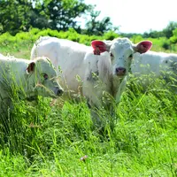 Troupeau de vaches allaitantes