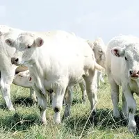Pour mieux répartir l’offre sur l’année, certains éleveurs pratiquent le desaisonnement.