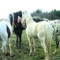 Chevaux