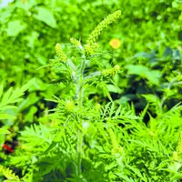 L’ambroisie est une adventice invasive préoccupante, notamment en soja et tournesol.