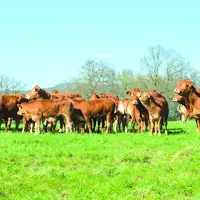 Après plusieurs années d'augmentation, les effectifs de la Limousine se stabilisent en 2022.