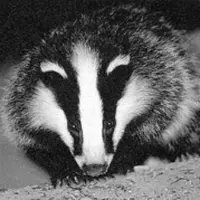 Le blaireau peut causer des dégâts sur les céréales (blé, orge, avoine et maïs) en consommant des grains ou des épis et parfois en les piétinant