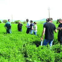Dans une parcelle de luzerne irriguée chez Simon Vedel, à Lamontgie, lors de la matinée consacrée à la culture.