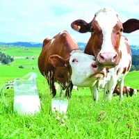 Vaches dans une prairie, devant du lait