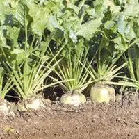 La betterave sucrière, prochaine victime de l’interdiction des
néonicotinoïdes.