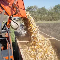 La récolte de maïs semence touche à sa fin avec pour l’heure un rendement satisfaisant, excepté un faible poids de mille grains.