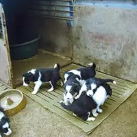 De nouvelles obligations encadrent la vente de chiots ou chatons.