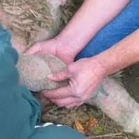 Le testage de bélier permet de s’assurer de la capacité de reproduction.