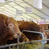 Un salon sans bovins.