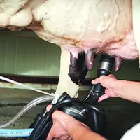 Le prix du lait est en hausse mais loin de couvrir les charges des exploitations qui explosent.