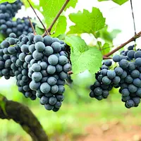 Grappes de raisin
