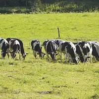 Remettre de la cohérence dans les troupeaux : élever avec rigueur le bon nombre de génisses.