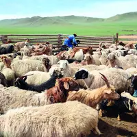 Moutons et chèvres constituent le plus gros cheptel d’élevage en Mongolie.