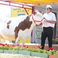 Fleur du Gaec de Vareilles à St Just dans le Puy-de-Dôme remporte la 1ère place dans la section vaches en 4ème lactation