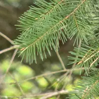 Etre formé pour bien entretenir sa forêt