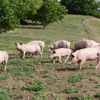 L’élevage plein air garantit un porcin avec un esprit sain. Une clef de voûte pour une viande de qualité.
