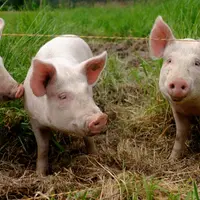 L’association est actuellement à la recherche d’éleveurs.