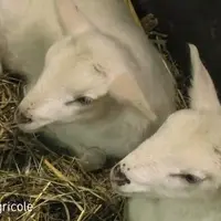 Production ovine