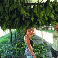 Thomas Pannetier et Stéphanie Seguin devant une rangée de tabac Brun. Variété rustique, le Brun demande peu d’eau. Il possède une haute teneur en nico