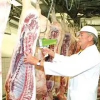 Le marché au cadran de Plerin a rouvert le 18 août mais sans les deux plus gros acheteurs : Cooperl et Bigard.