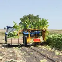 Les parcelles de tabac les plus précoces sont en cours de récolte mais le gros des surfaces sera coupé aux alentours de la fin août.