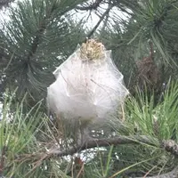 De nombreux nids de chenilles sont visibles sur les pins