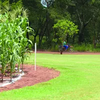 Limagrain conduit des recherches en Afrique depuis plus de 15 ans pour produire des semences adaptées aux contraintes du continent.
