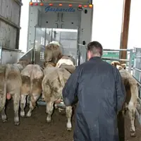désinsectiser dès maintenant tous les broutards