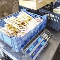 L’asperge puydômoise bien qu’écoulée localement, subit, elle aussi, les distorsions de concurrences.