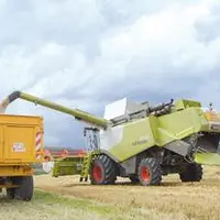 La coopérative Limagrain collecte annuellement 175 000 tonnes de blé. A ce jour, plus de 75% de la récolte est réalisée