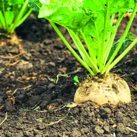 Réintroduction temporaire des néonicotinoïdes afin de soutenir la filière betteraves.