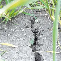 La semaine dernière encore, on observait d’importantes fentes dans les champs.