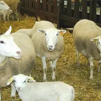 L’identification électronique deviendra obligatoire pour l’ensemble des agneaux nés après le 1er juillet 2010.