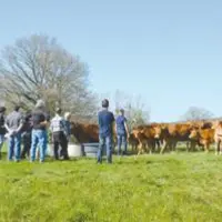 Farouches les Limousines ? Au Gaec Gidon à Sugères, les éleveurs ont prouvé le contraire.