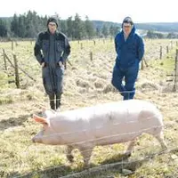 Ludovic Pitavy et Fabrice Colin suivent de près la croissance de leurs porcs engraissés en plein air, été comme hiver.