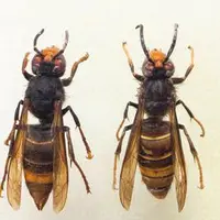 Le frelon asiatique (Vespa velutina) est de couleur sombre, les pattes jaunes et mesure 3 cm contre 4 cm pour le frelon européen. Son nid est construi