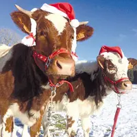 Mélodie et Nounou, deux vaches Ferrandaises de Saint-Romain dans le Puy-de-Dôme sont prêtes à fêter Noël
sous l’oeil d’Inès Garrier.