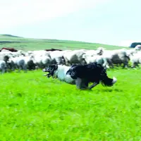 Chien de troupeau