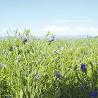 Des champs bleus, voilà l’un des nouveaux paysages offerts par la culture de nouvelles céréales.