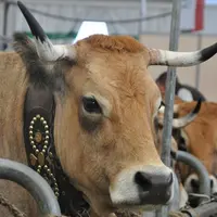 La race aubrac sera à l'honneur du prochain Sommet de l'Elevage