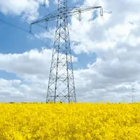 Champ de colza en fleurs sous une ligne à haute tension.