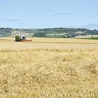 Les premières moissons commencent à peine dans le Puy-de-Dôme mais promettent déjà des rendements moyens.