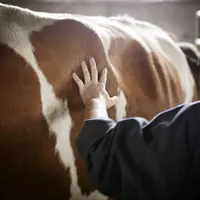 La filière Saint-nectaire enregistre, à cette heure, 10 offres qualifiées pour le Puy-de-Dôme et le Cantal pour une association ou reprise d’exploitat