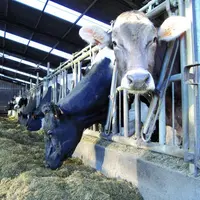 Moins d’alimentation, moins de lait, les éleveurs laitiers puydômois accusent la douloureuse équation de la sécheresse automnale.