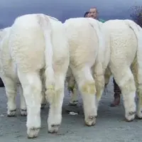 L'Elevage Boutet remporte le prix d'Honneur mâle dans la catégorie élevage de moins de 70 vaches avec ce très harmonieux groupe de 3 veaux de l'année