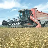 La moisson de lin bat son plein dans le département et annonce une récolte moyenne plus que correcte malgré la sécheresse.